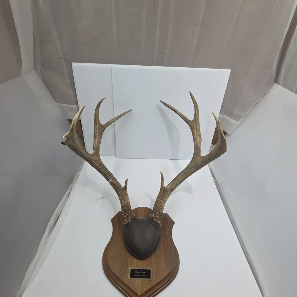 Vintage South Dakota Mule Deer Antler Taxidermy Mount 10 Point‎ 22
